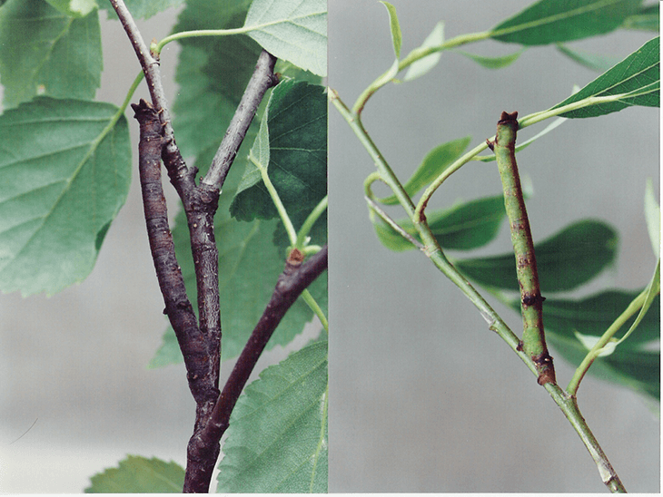 [two color photos of leafed twigs each with a well camouflaged caterpillars (Biston betularia) looking like a branch, one green (on willow, right) and one brown (on birch, left).]