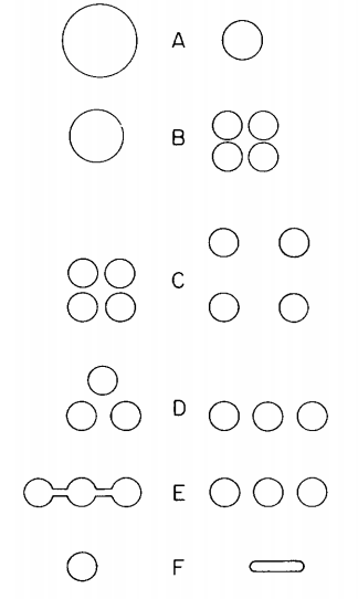 [6 rows, in the center of each row is a letter, A through F descending. In the A row is a large circle on the left and a medium circles on the right. The B row has a medium circle on the left and 4 small circles in a compact 2x2 array. The C row has the compact 2x2 array of small circles on the left and a far less compact 2x2 array of small circles on the right. The D row has 3 small circles in a compact triangular formation on the left and 3 small circles in a row on the right. The E row has 3 small circles in a row connected by corridors on the left and 3 unconnected circles in a row on the right (same as D's right). The F row has a small circle on the left and a wide but vertically narrow blob on the right]