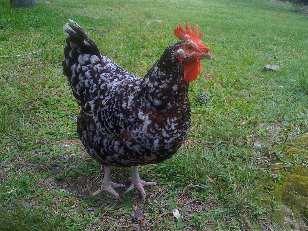 [A Speckled Sussex chicken mostly black with lots of white speckles.]